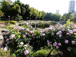 1. 靭公園バラ